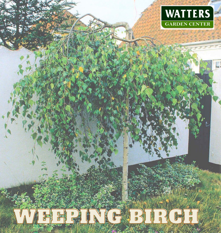 Weeping Birch, Betula pendula