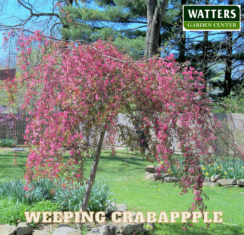 Weeping Crabapple, Malus