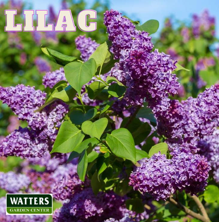 Sensation Lilac, Syringa vulgaris in bloom