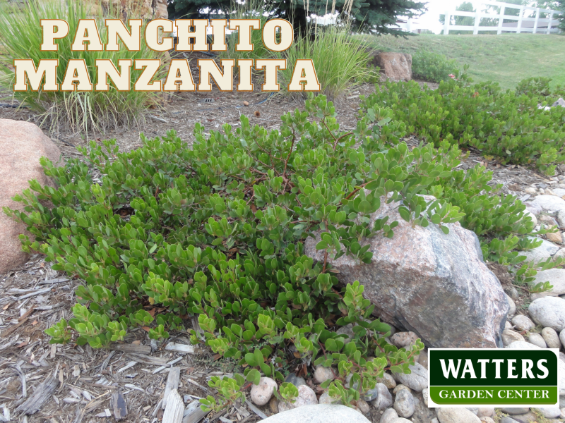 Panchito Manzanita, Arctostaphylos coloradensis, 