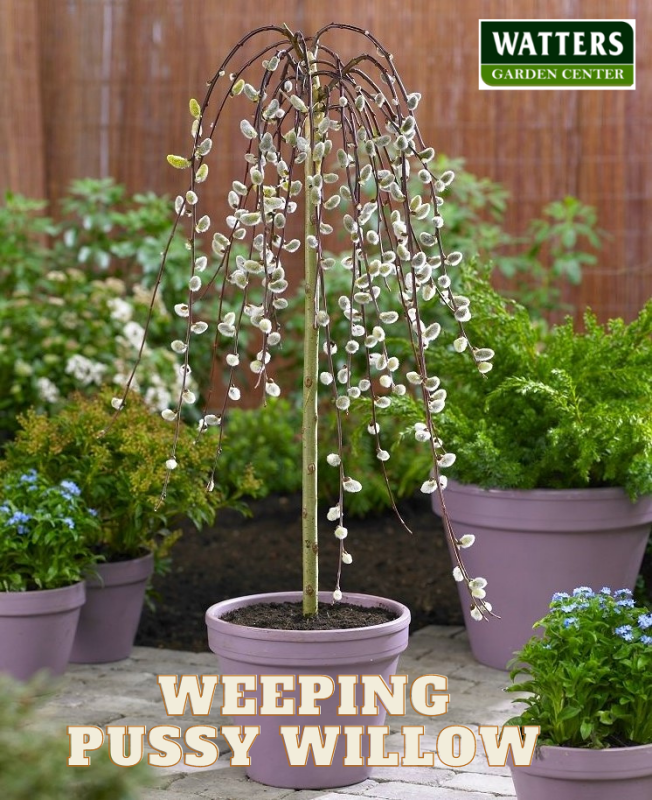 dwarf weeping flowering trees