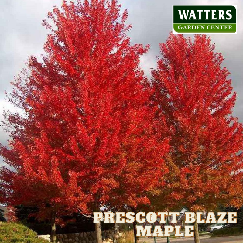 Mountain Blaze Maple,Acer freemanii in autumn