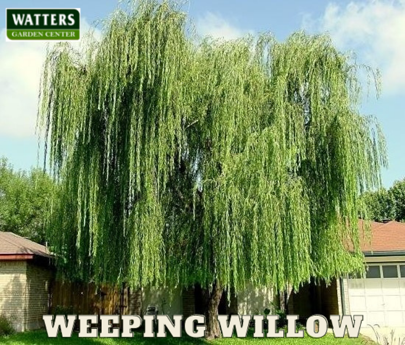 Weeping Willow, Salix babylonica