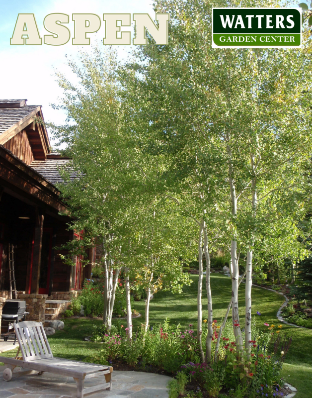 Quaking Aspen, Populus tremuloides shading a patio