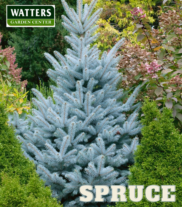 Colorado Spruce, Picea pungens in the landscape