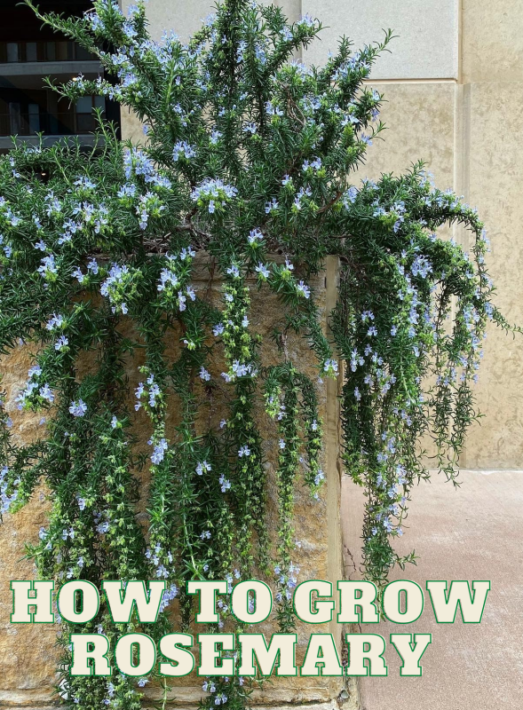 how to grow rosemary