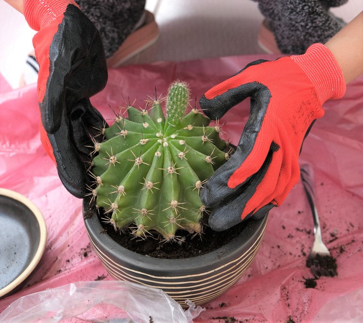 gloves for planting cactus