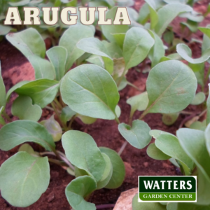 Arugula Planted in the garden Eruca vesicaria
