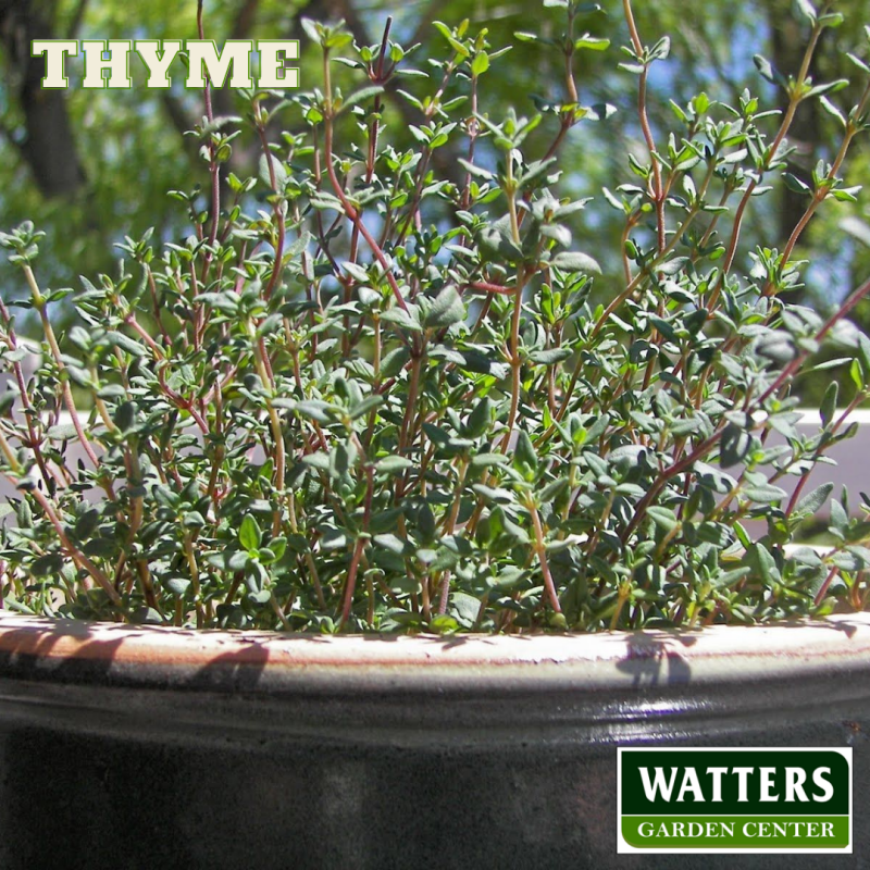 Thyme