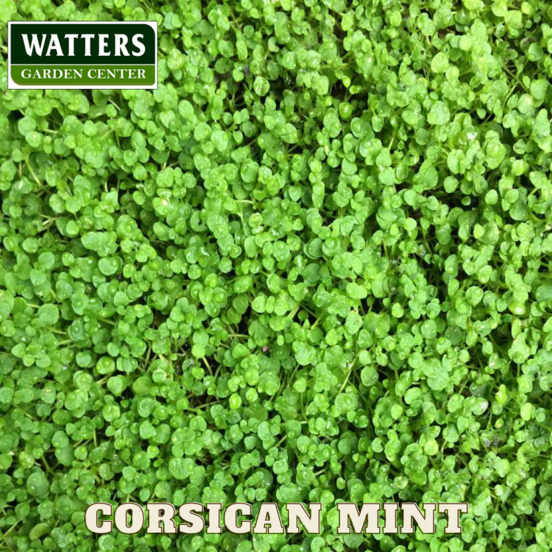 Corsican Mint