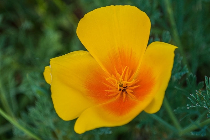 Golden West Poppy