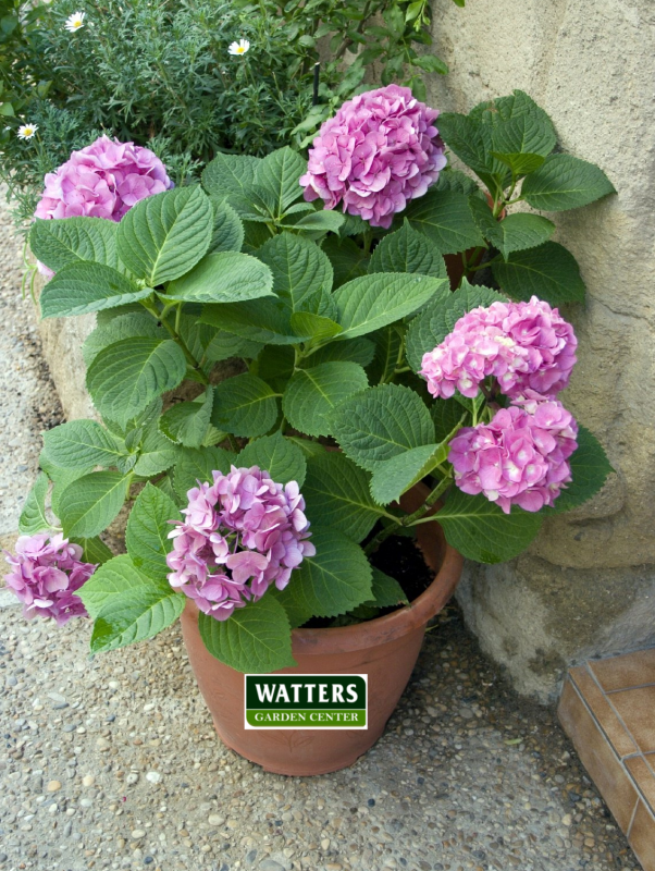 Hydrangea in a container