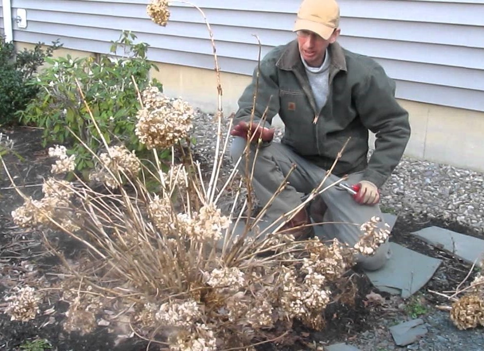 Man pruning Hydrangea Plant