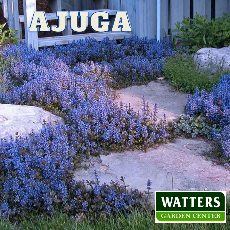 Black Scallop Ajuga Bungleweed in the landscape