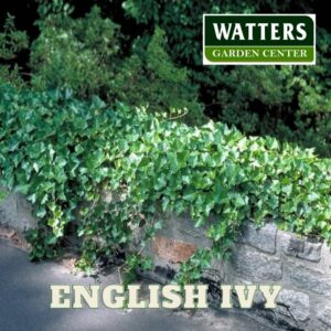 English Ivy Hedera helix growing along a wall