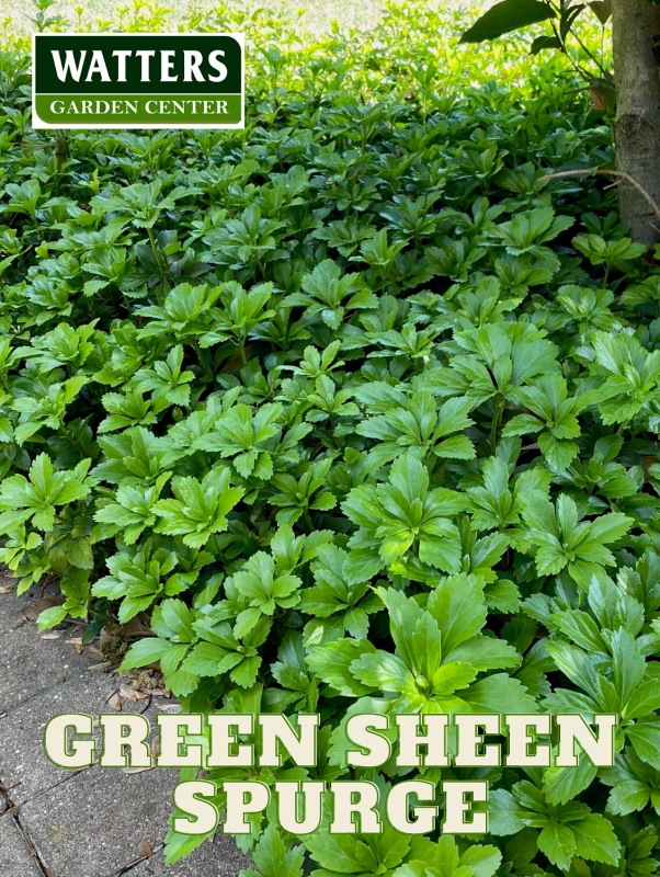 Green Sheen Spurge Pachysandra terminalis ground cover in the landscape