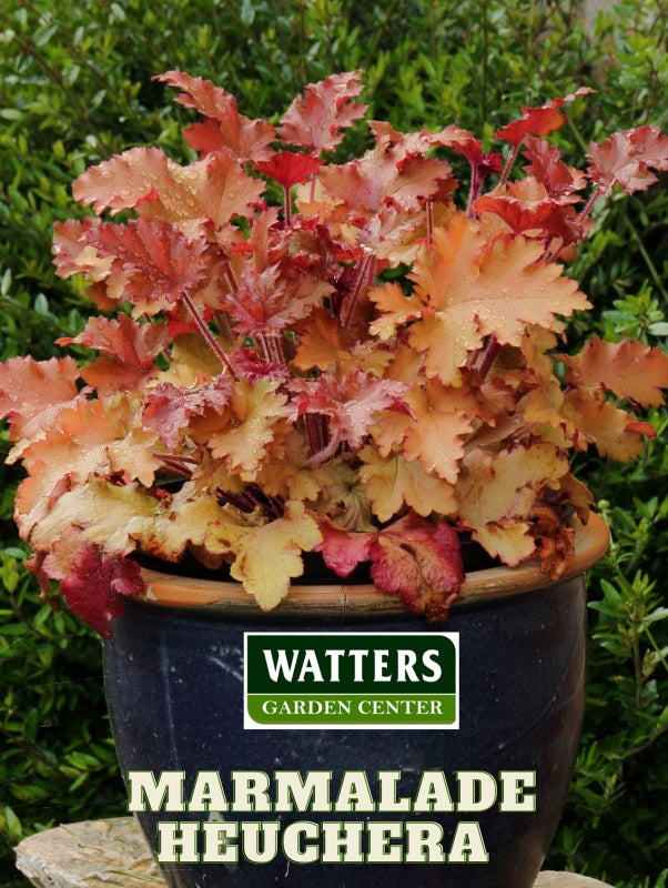 Heuchera Marmalade  Saxifragaceae in a container