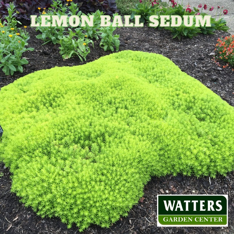 Lemon Ball Sedum Sedum rupestre in the landscape