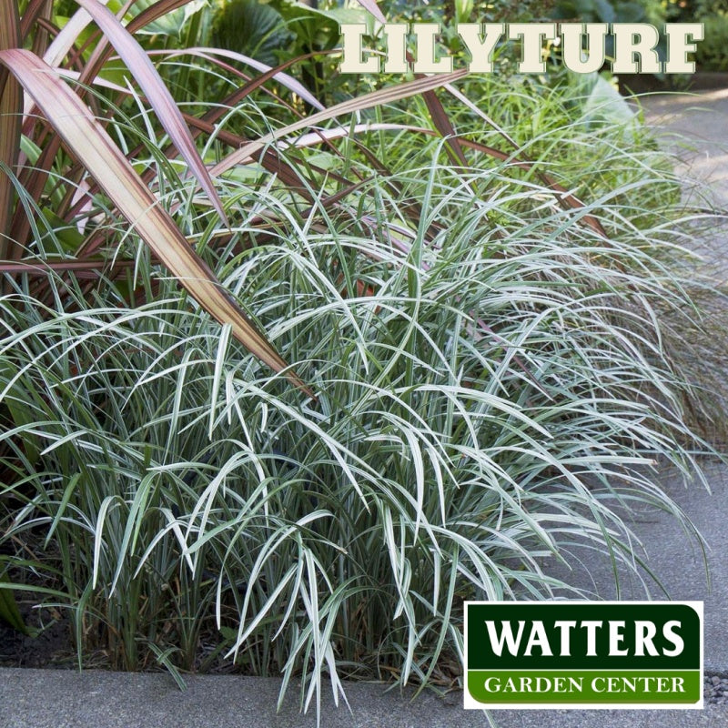 Silver Dragon Lilyturf Liriope muscari in the landscape