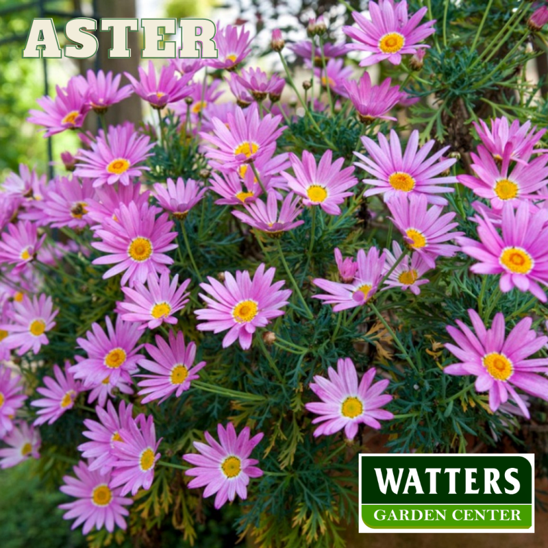 Aster Worst Flowers for people with allergies