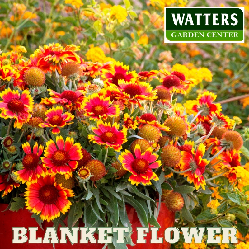 Arizona Sun Blanket Flower, Gaillardia aristata