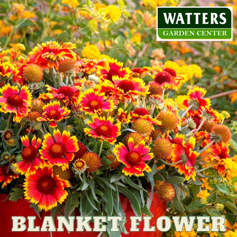 Blanket Flower Gaillardia in a container