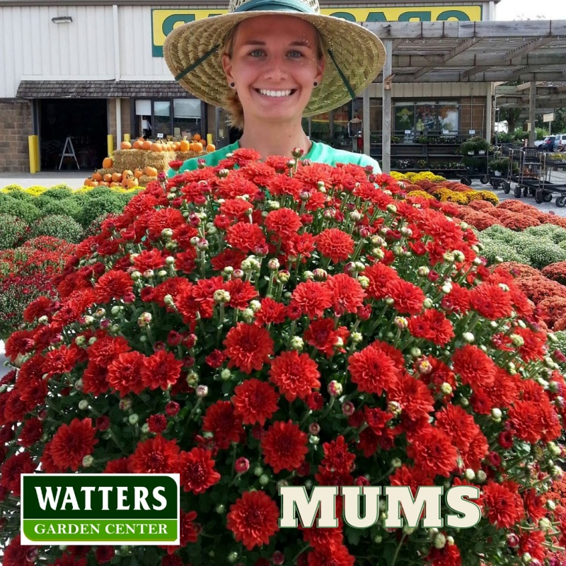Woman holding Mum, Chrysanthemum