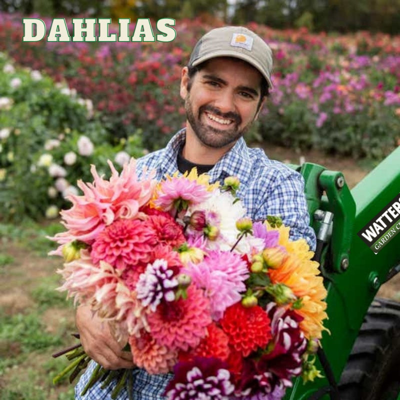 plant farmer holding dahlias