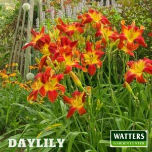 daylilly in the garden