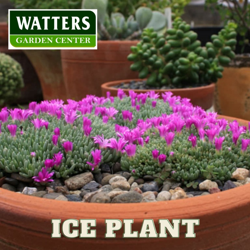 Ice Plant Delosperma in a container garden