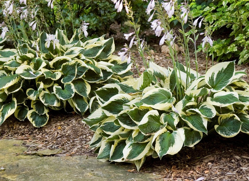 Patriot Hosta Asparagaceae planted 
in the landscape 