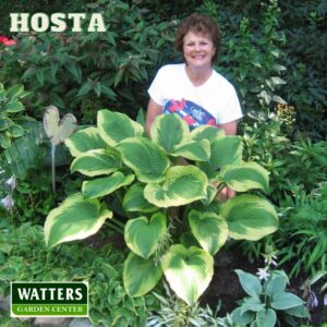 lorna in the hosta garden