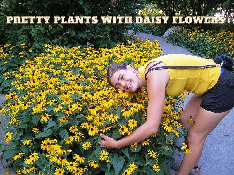 Pretty Plant with Daisy Flowers