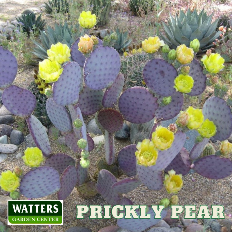 prickly pear in bloom