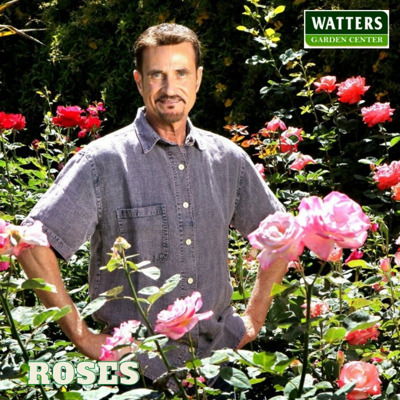 pete in the rose garden