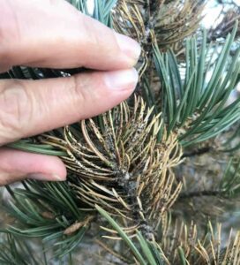 Pine Scale close up