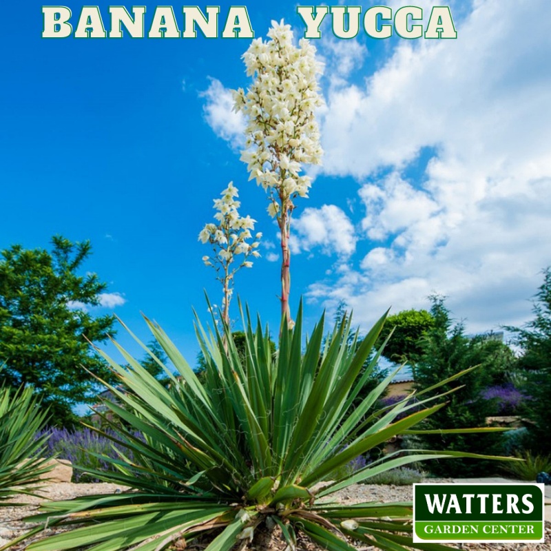 Bannana yucca in bloom against the blue sjy