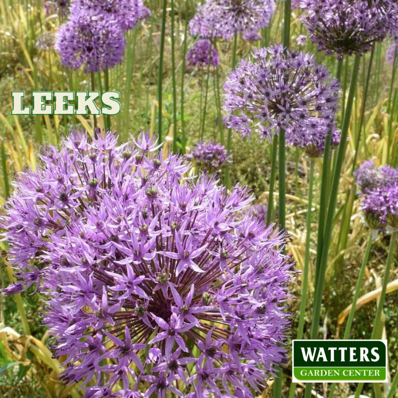 ornamental leek in the landsacpe