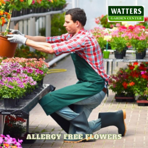 Allergy Free Flowers