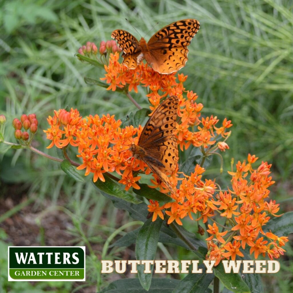 Butterfly on a butterfly weed in the landscape
