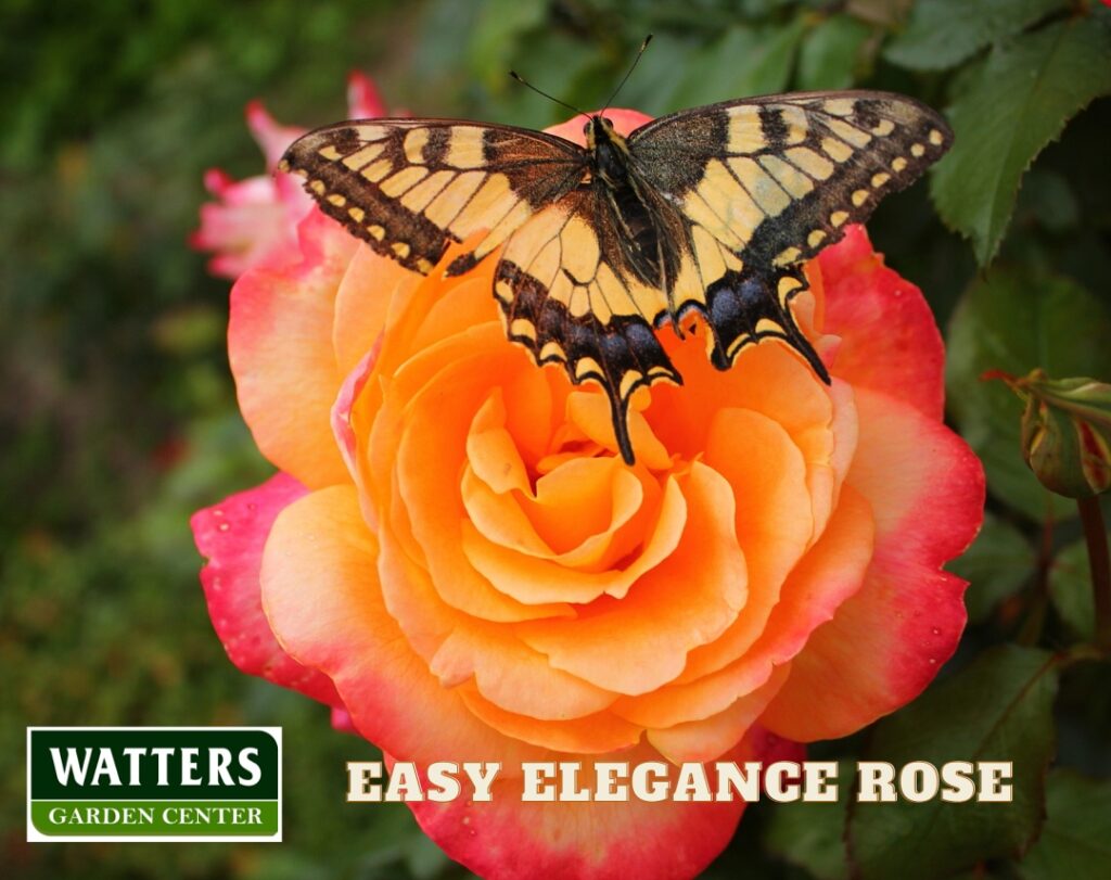 butterfly on an easy elegance rose