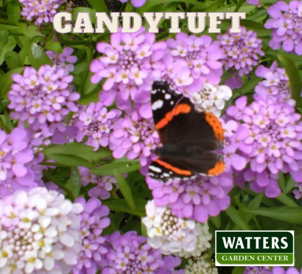 butterfly on canndytuft iberis