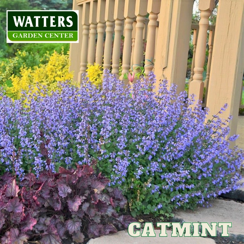 Catmint Nepeta in bloom by a wall