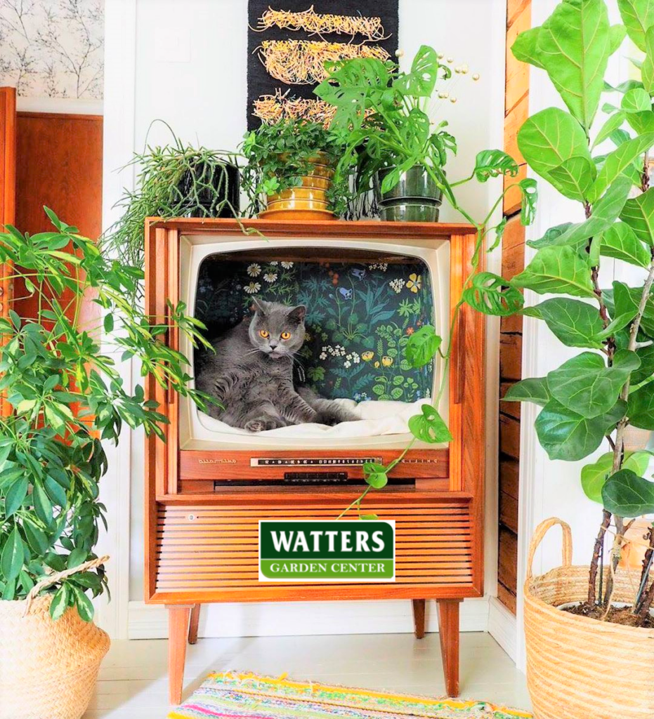 Cat in a TV Set among houseplants