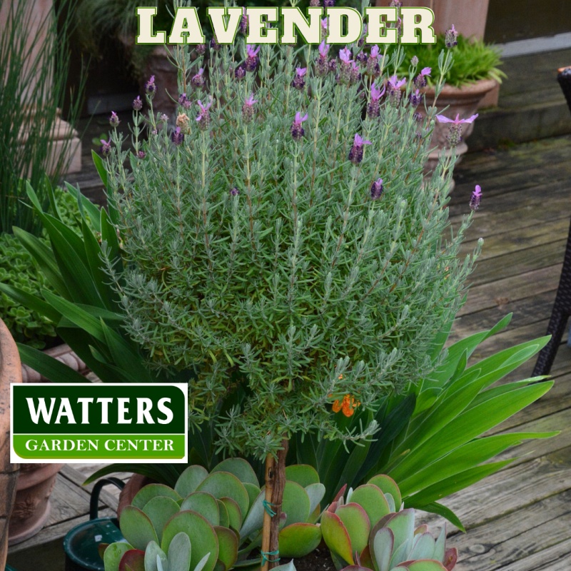 Lavender in a container