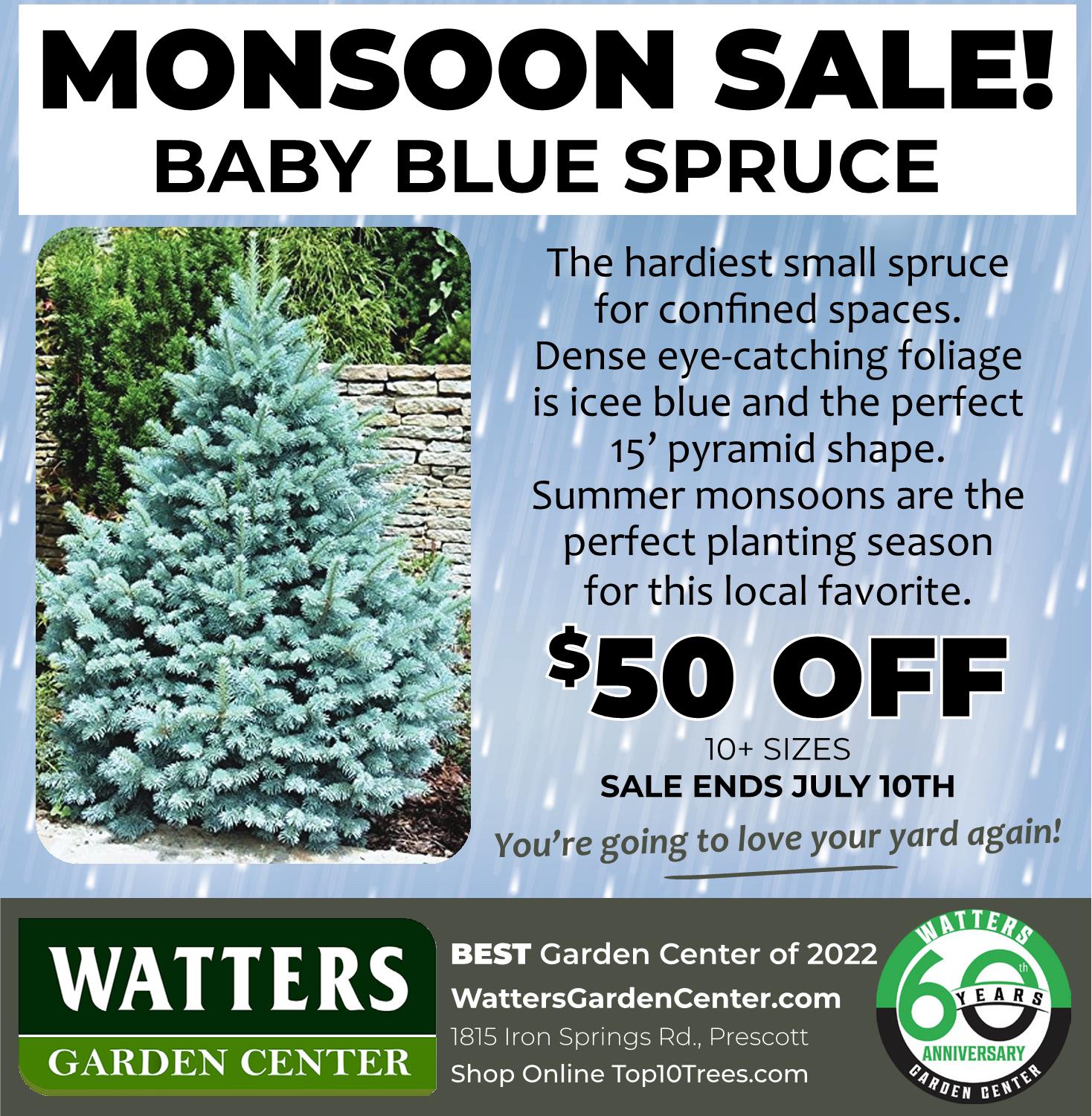 Monsoon Sale - Baby Blue Spruce - Watters Garden Center
