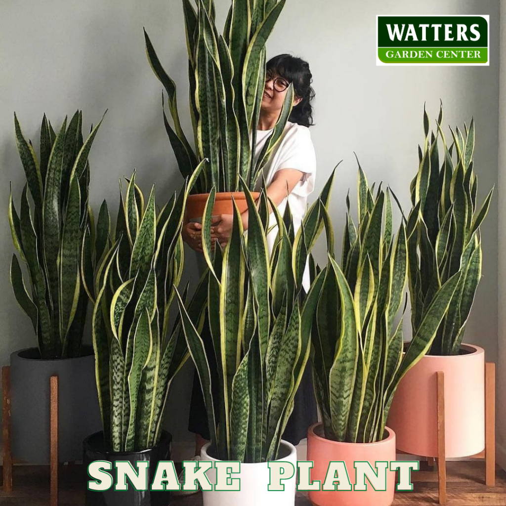 Woman Holding a Snakeplant