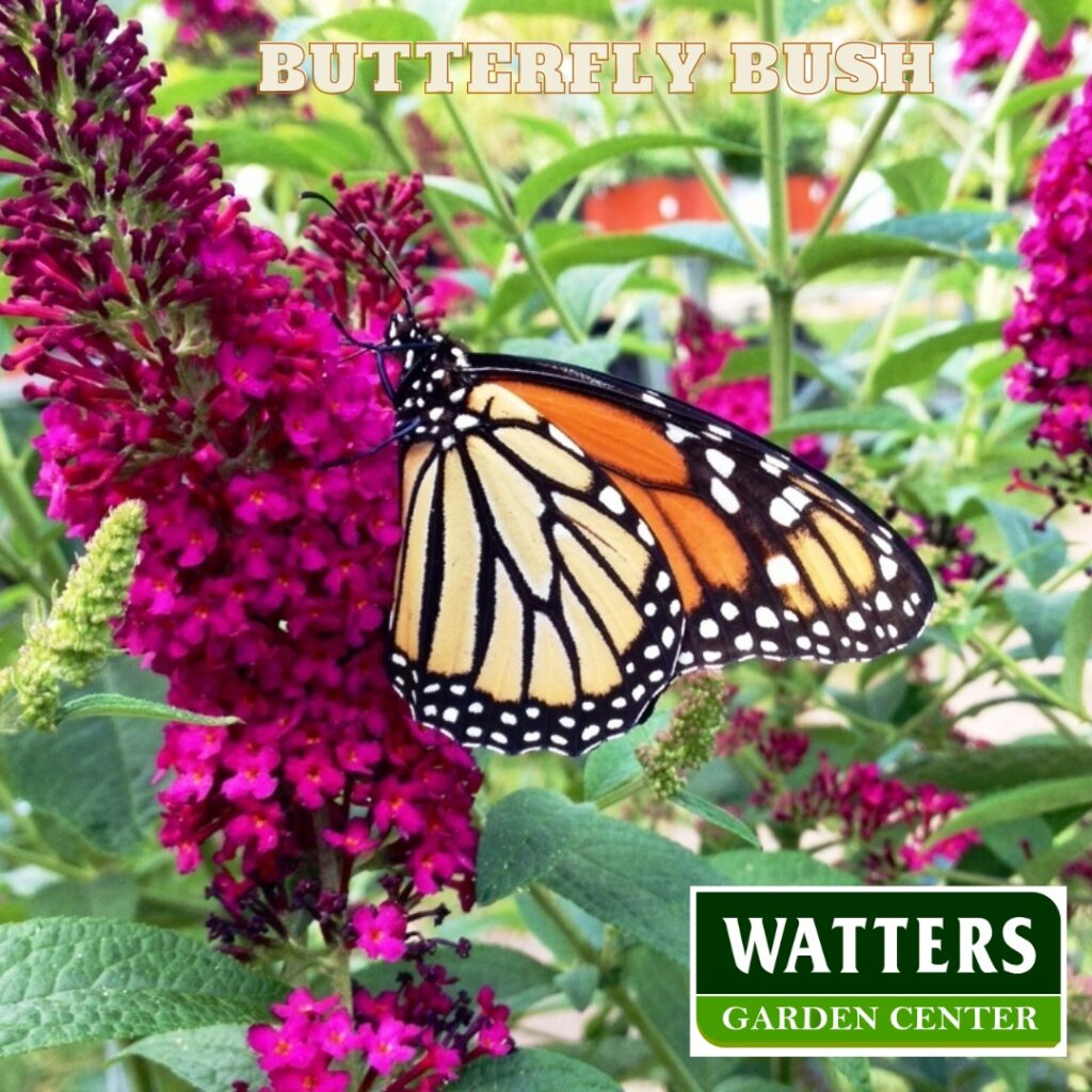 butterfly on a butterfly bush