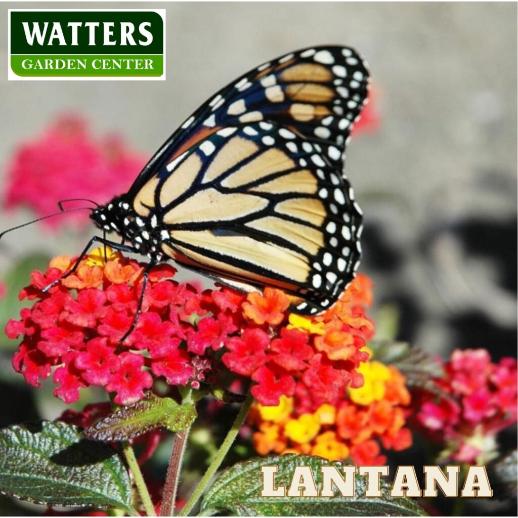 butterfly on a miss huff lantana