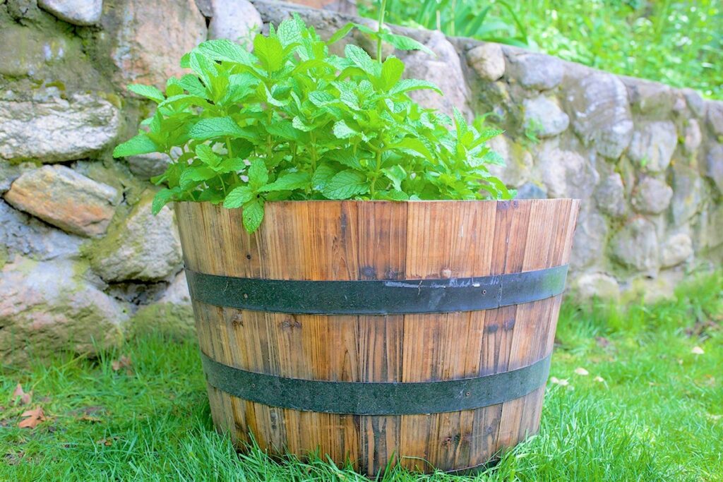 Mint in a Barrel